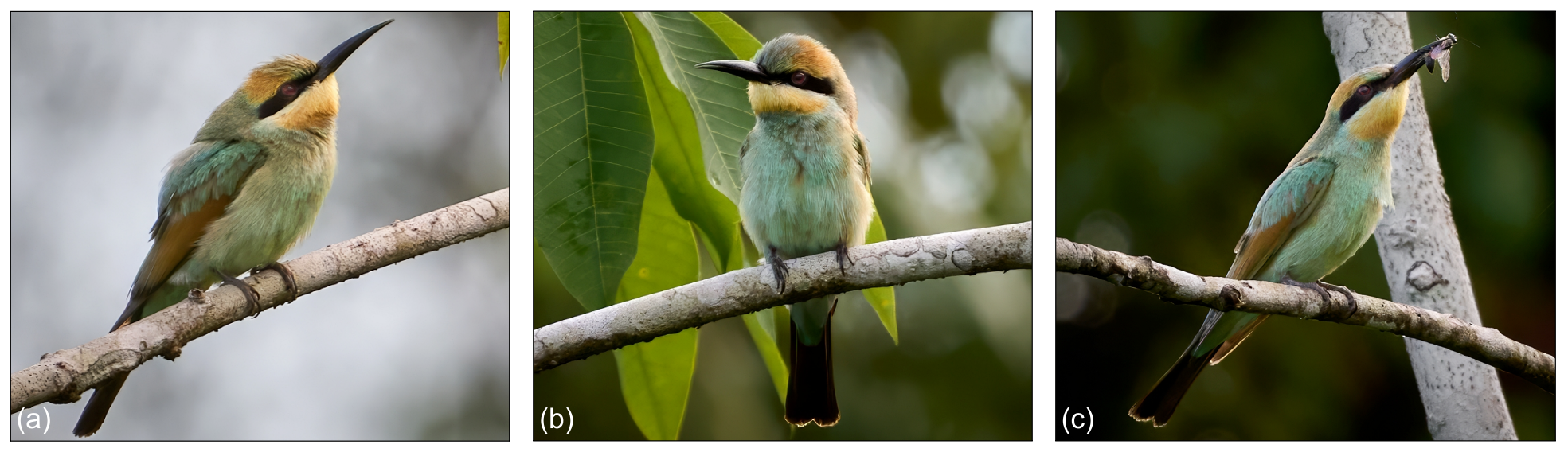 Figure 1. Rainbow Bee-eater (Merops ornatus) photographed in Central Sarawak, Malaysian Borneo, on 8 June 2023. (a) Side view showing the distinct black eye-stripe and bill shape. (b) Frontal view showing the throat and underparts. (c) Individual with insect prey, illustrating foraging behaviour.
