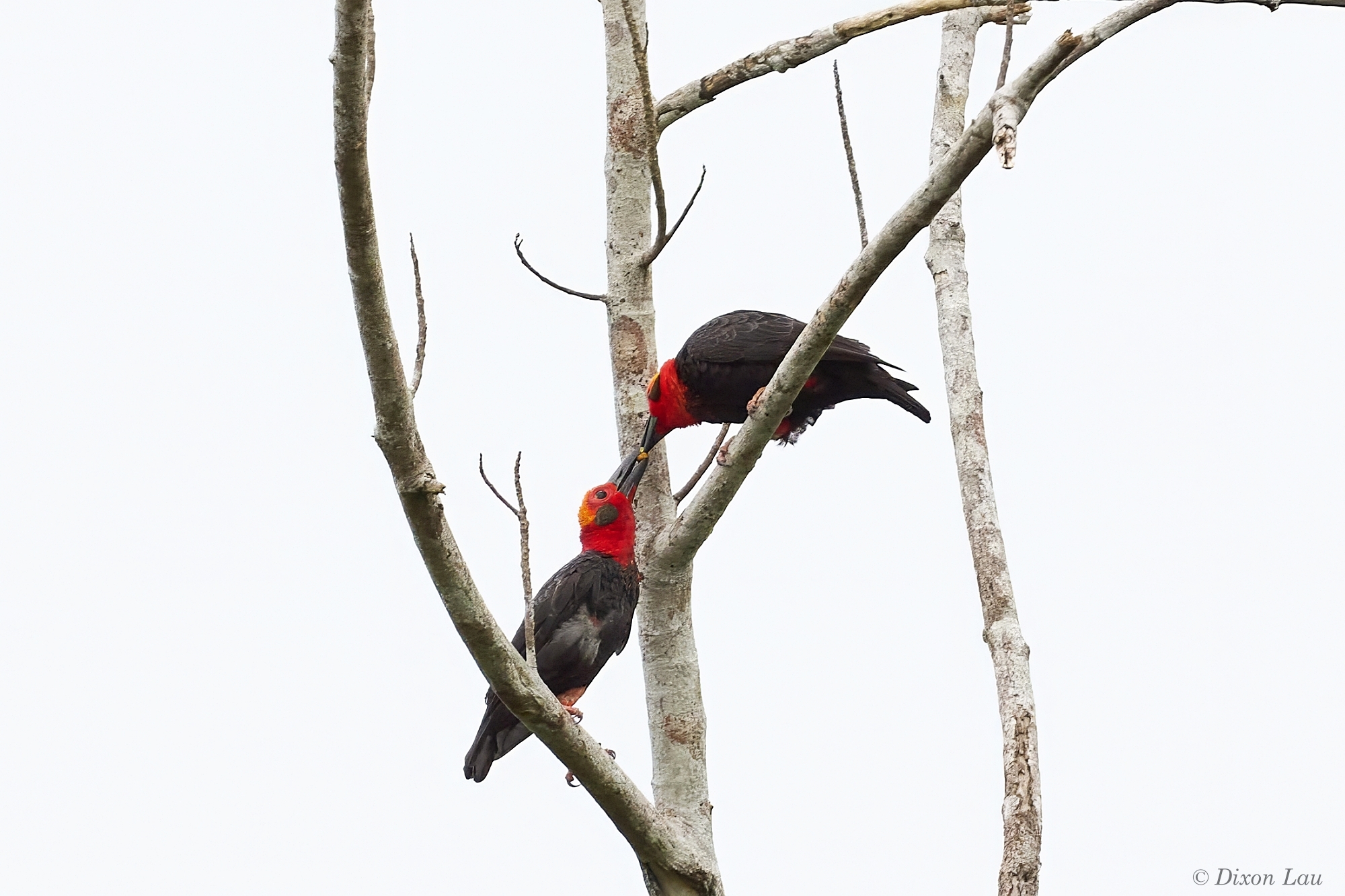 Figure 2. Two Bornean Bristleheads Pityriasis gymnocephala, with one individual passing a fig to another, illustrating cooperative social behaviour within the group. Photo by D. Lau, May 2025.