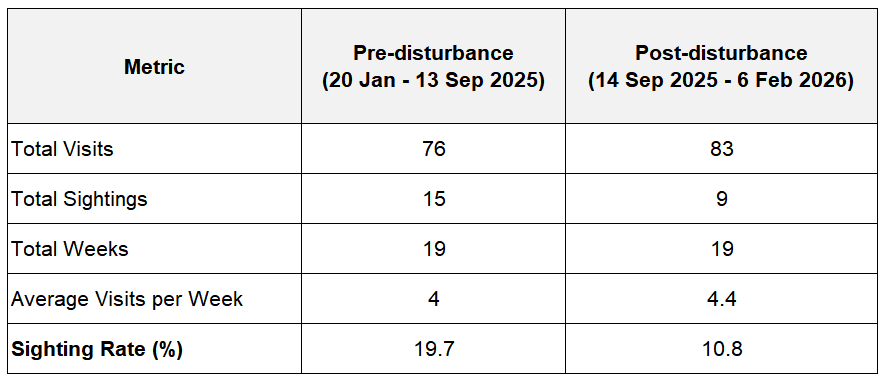 Figure 3. Comparison of Bornean Bristlehead detection before and after the disturbance, standardized by 19 visiting weeks per period. Sighting rate declined from 19.7% (15 sightings, 76 visits) prior to disturbance to 10.8% (9 sightings, 83 visits) following disturbance, despite similar observation effort.