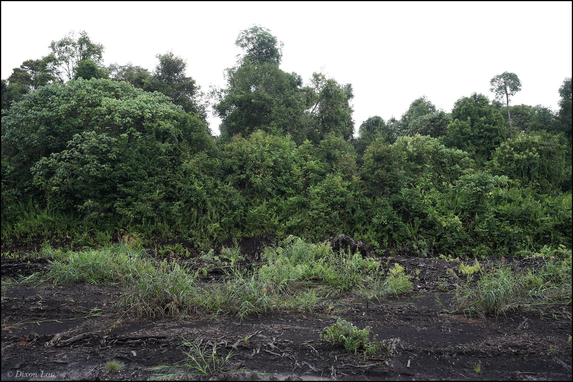 Figure 1A. Peat swamp forest at the study site.